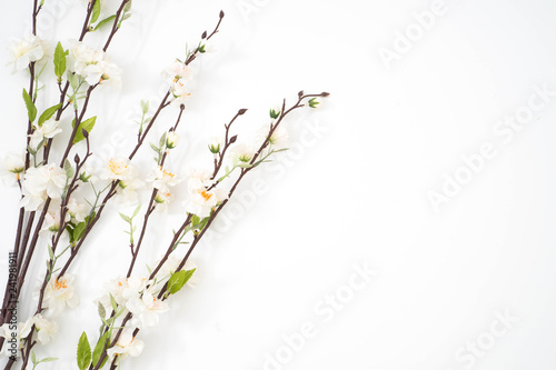 sakura flower branches isolated
