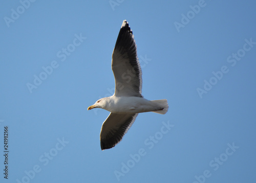 Greater Black Backed Gull in flight