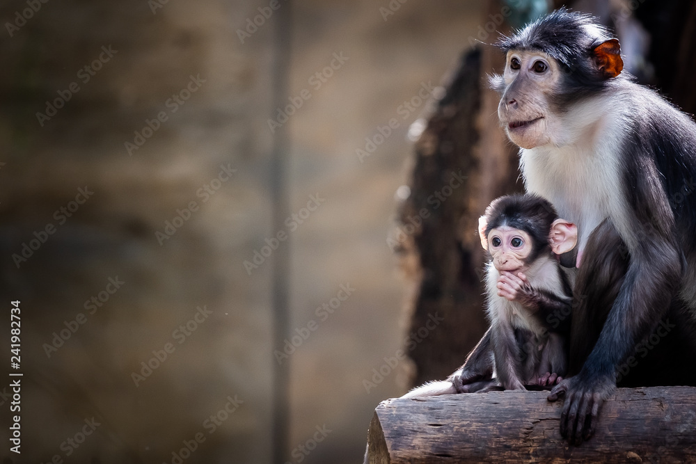 Famille De Singes Mangabey Bebe Singe Stock Photo Adobe Stock Famille De Singes Mangabey Bebe Singe Stock Photo Adobe Stock