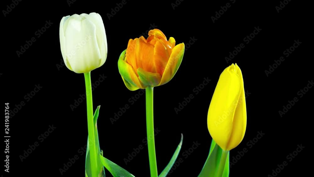 Tulips grow and bloom, time-lapse with alpha channel Tulips grow and bloom, time-lapse with alpha channel