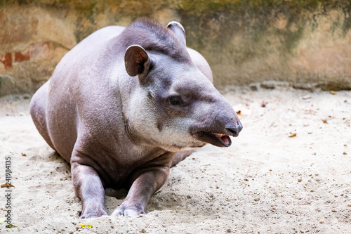 Tapir terrestre © PicsArt