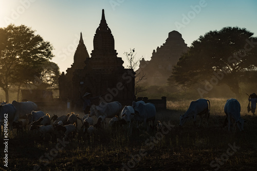 Cows head home as the sun sets over the temples of Bagan, Myanmar © timsimages.uk