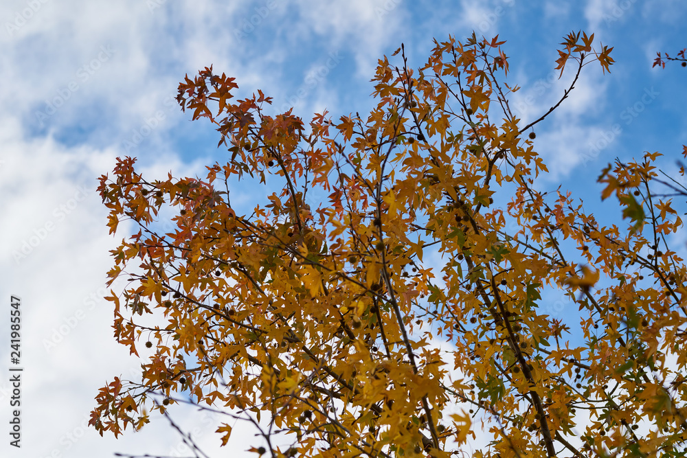 Autumn leaves background Autumn leaves background