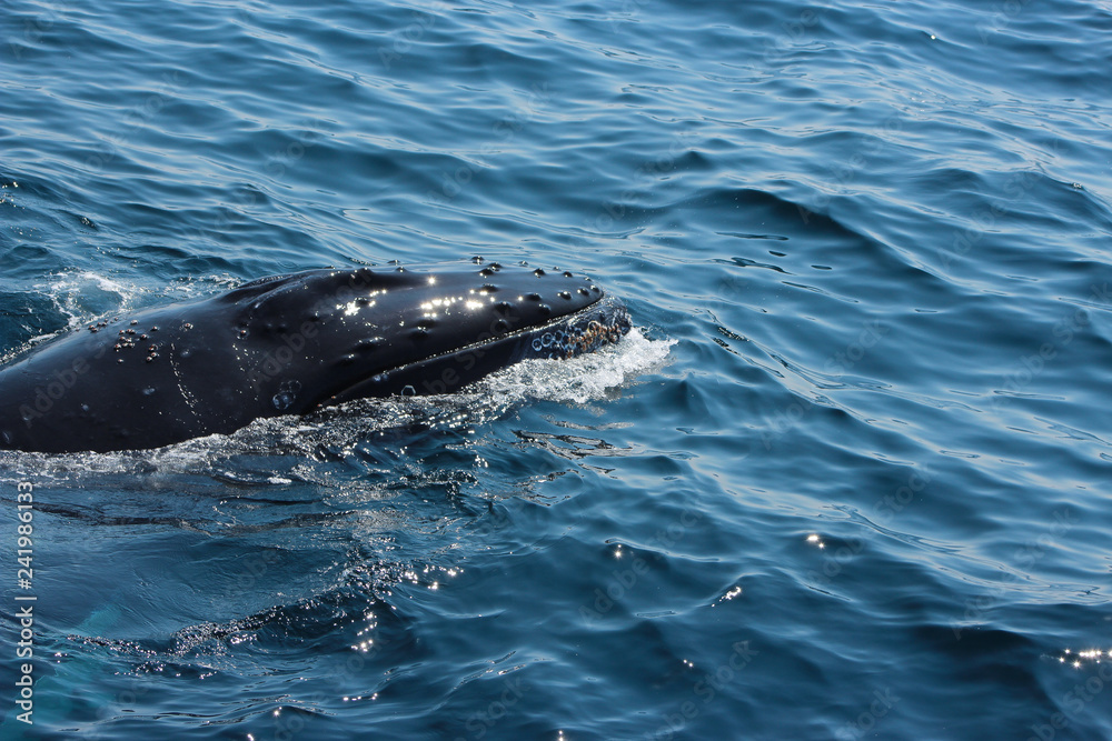 Obraz premium whale