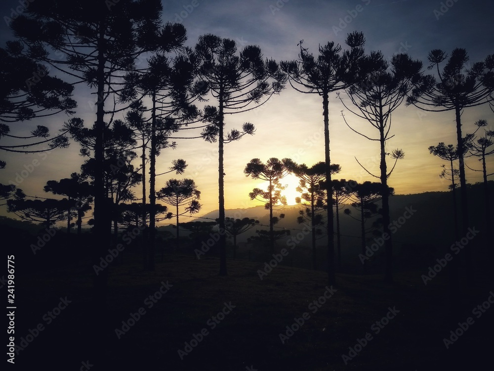 Fototapeta premium Sunset