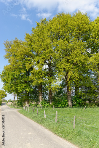 niederrheinischer Wald photo