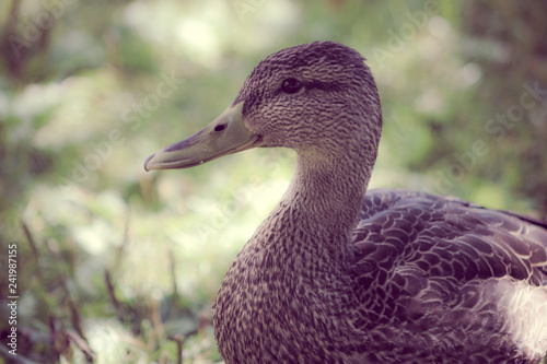 duck