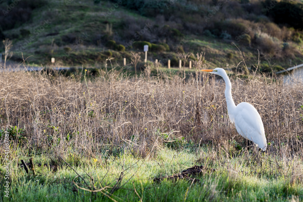 Fototapeta premium White Stork