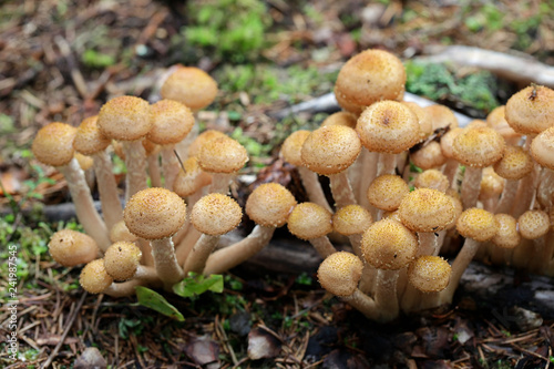 Northern honey fungus, Armillaria borealis, an edible mushroom from Finland