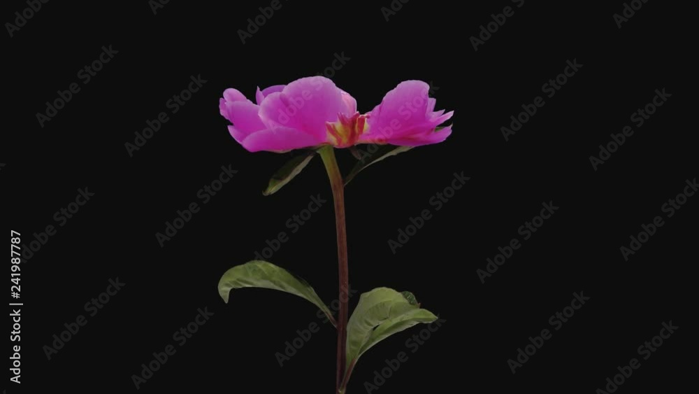 Time-lapse of opening pink peony (Paeonia) flower 2c1 in PNG+ format with ALPHA transparency channel isolated on black background Time-lapse of opening pink peony (Paeonia) flower 2c1 in PNG+ format with ALPHA transparency channel isolated on black background