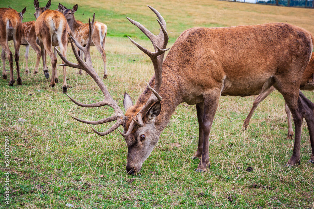 Obraz premium Deer