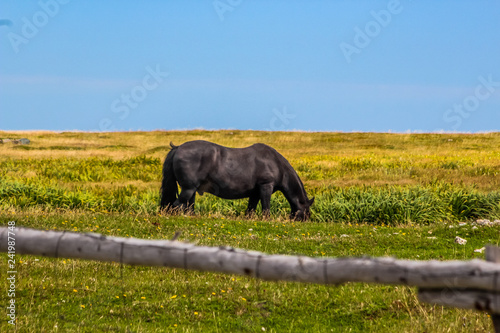 horse grazing