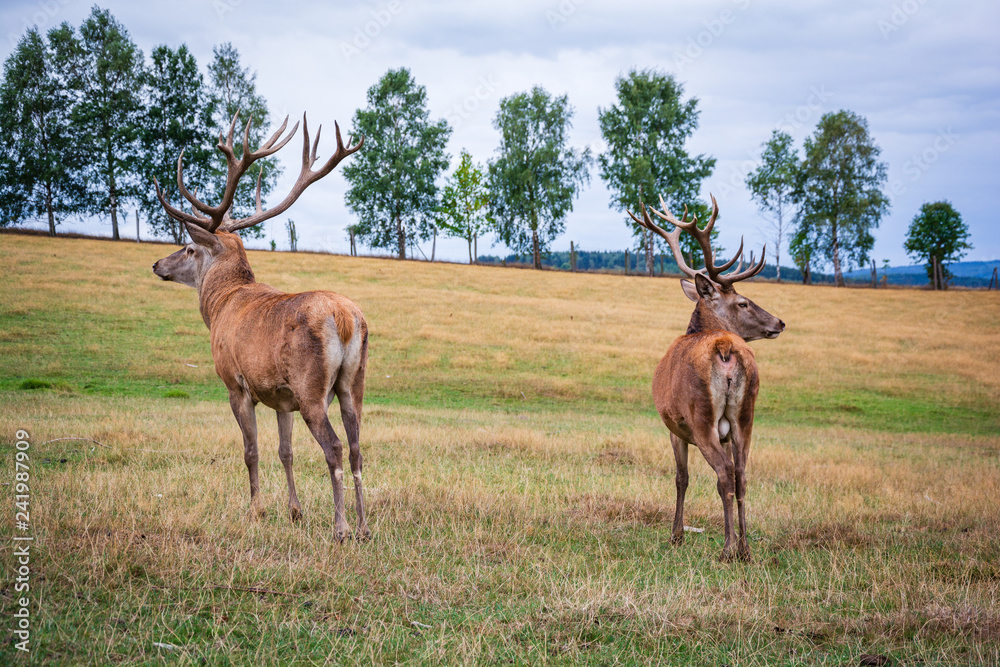 Fototapeta premium Hirsche getrennt