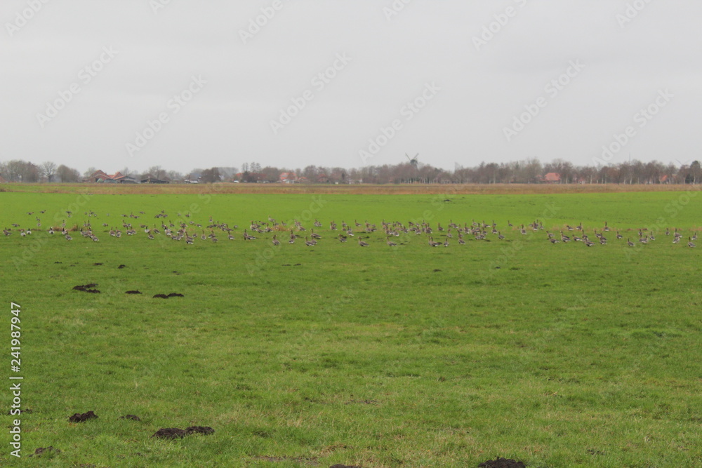 Obraz premium wild geese in the countryside