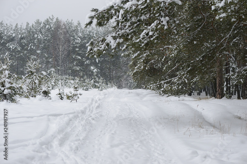 Road in the forest covered with snow on a winter day