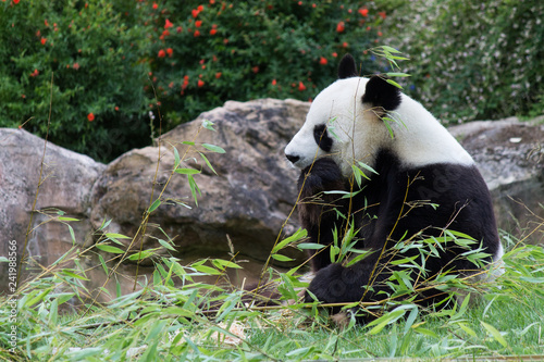 Fototapeta Naklejka Na Ścianę i Meble -  Le régal du panda