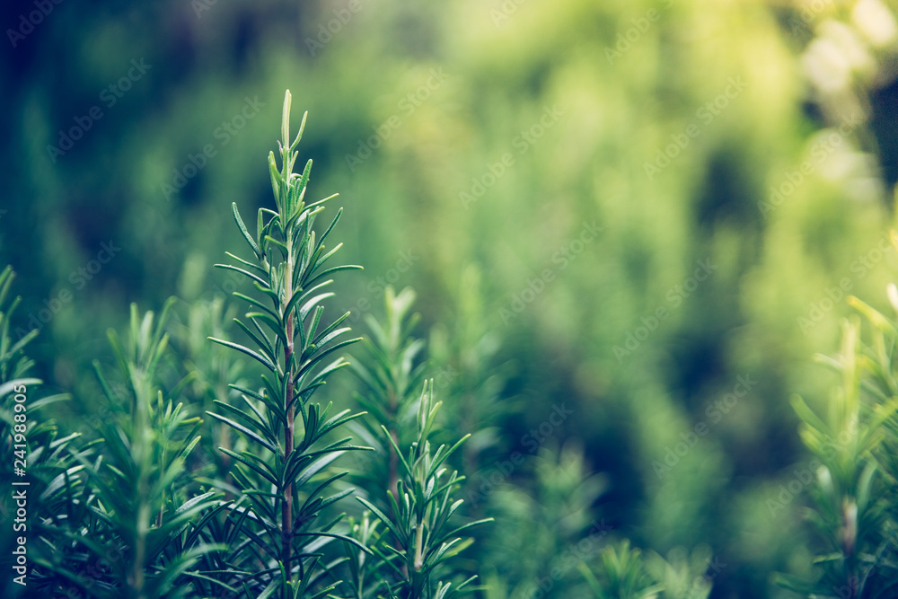 Fresh rosemary in the own backyard, bokeh Fresh rosemary in the own backyard, bokeh