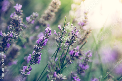 Fototapeta Naklejka Na Ścianę i Meble -  Fresh purple lavender blossoms in France, blue sky, post card