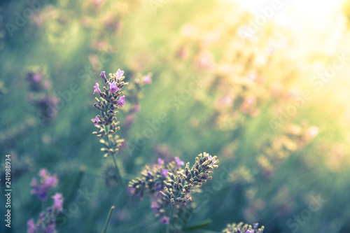 Fototapeta Naklejka Na Ścianę i Meble -  Fresh purple lavender blossoms in France, blue sky, post card