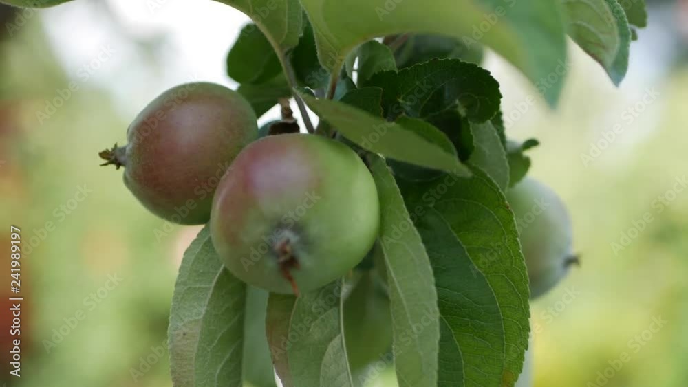 Young apple on the tree. Ripe apple on a tree. Apple tree. Juicy apple on the tree branch. Closeup. 4K Young apple on the tree. Ripe apple on a tree. Apple tree. Juicy apple on the tree branch. Closeup. 4K