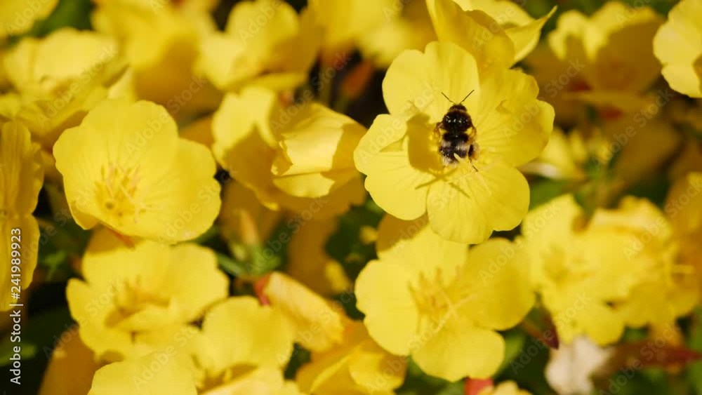 Flying worker bee collects nectar from field of yellow flowers. Spring nature background. Closeup. 4K Flying worker bee collects nectar from field of yellow flowers. Spring nature background. Closeup. 4K