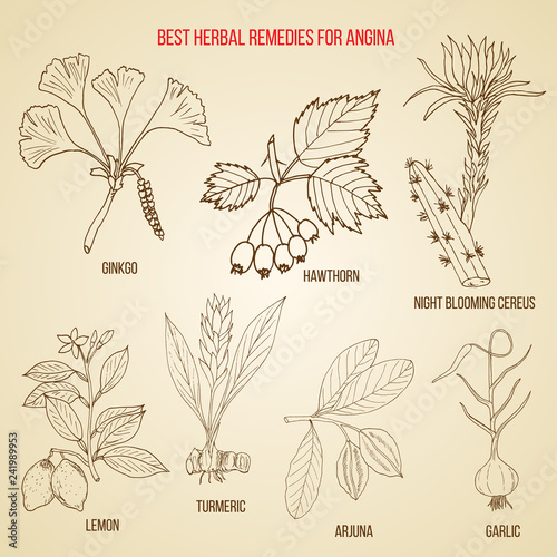 Collection of herbs for angina treatment. Hand drawn botanical vector illustration