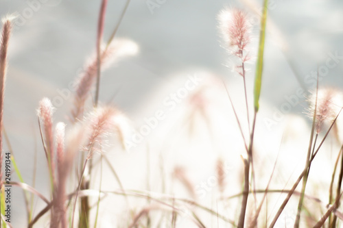 Golden Serenity: Wildflowers, Daisies, and Wild Grass in Beautiful Nature Background