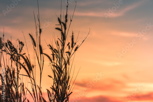 Macro image of wild grasses  small depth of field. Vintage effect. Beautiful rural nature Wild grasses at golden summer sunset vintage landscape background