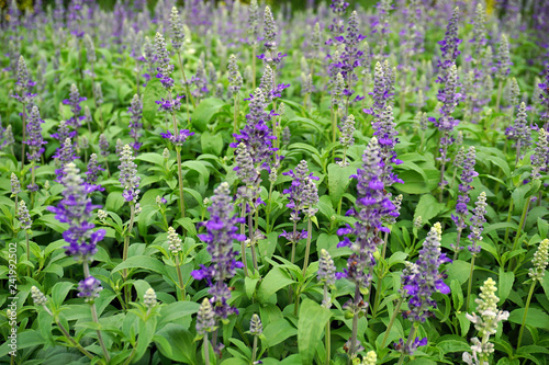 violet flowers on field abstract background