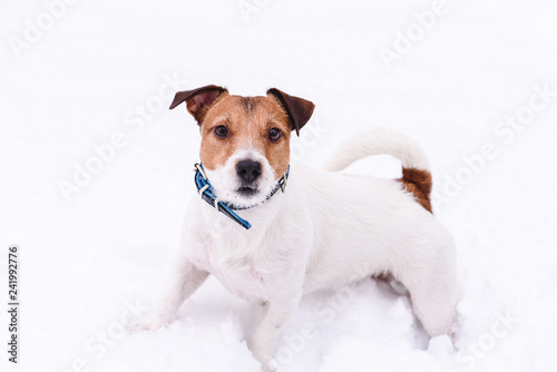 Playing dog on white background in deep snow