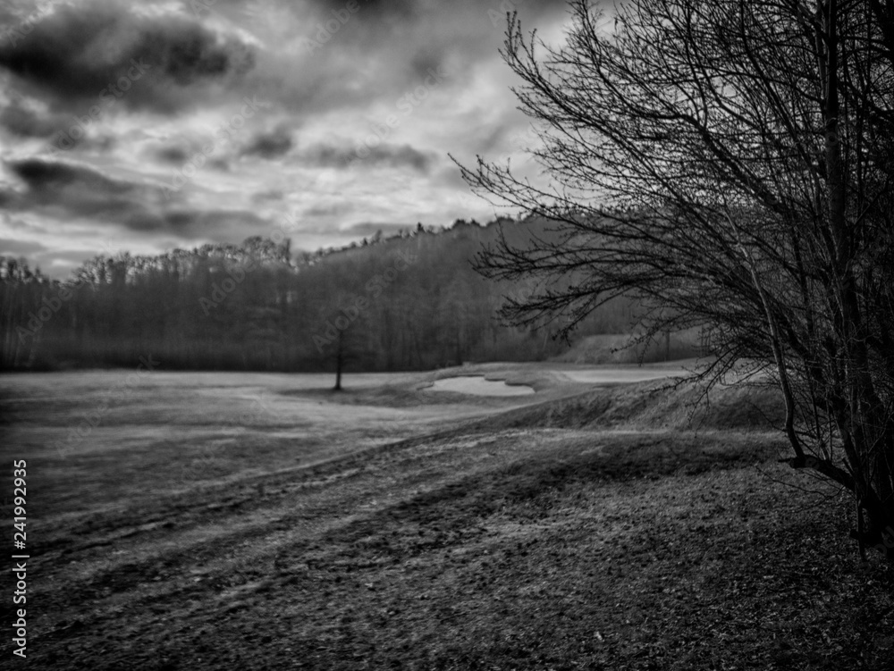 Obraz premium Dawn in the woods