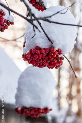 A bundle of bright red Rowan hanging on a snowy branch