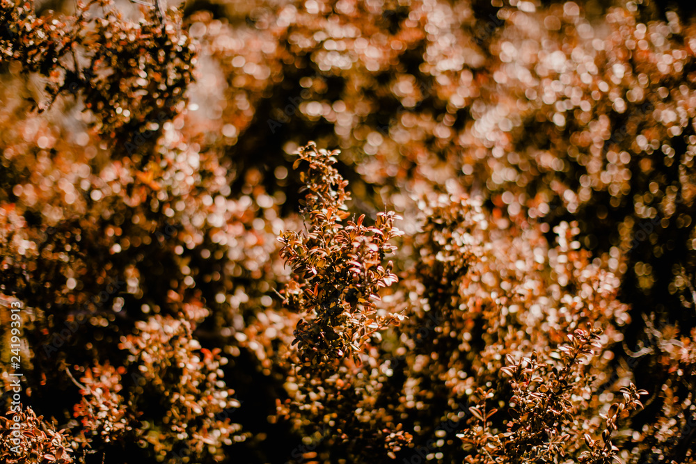 Buisson d'automne Buisson d'automne