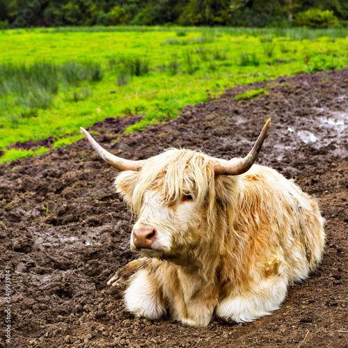 White Highland cow aka Scottish coo photo