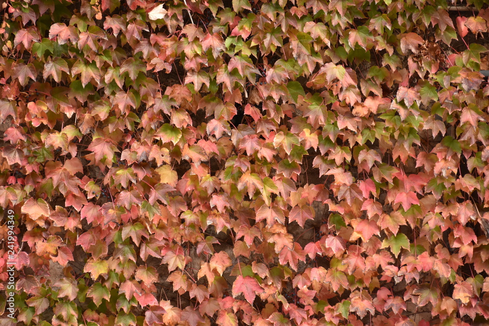 ヨーロッパの紅葉