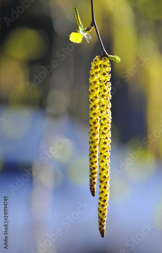 Green catkins of willow