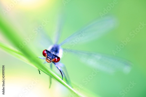 Red-eyed damselfly, beautiful insect
