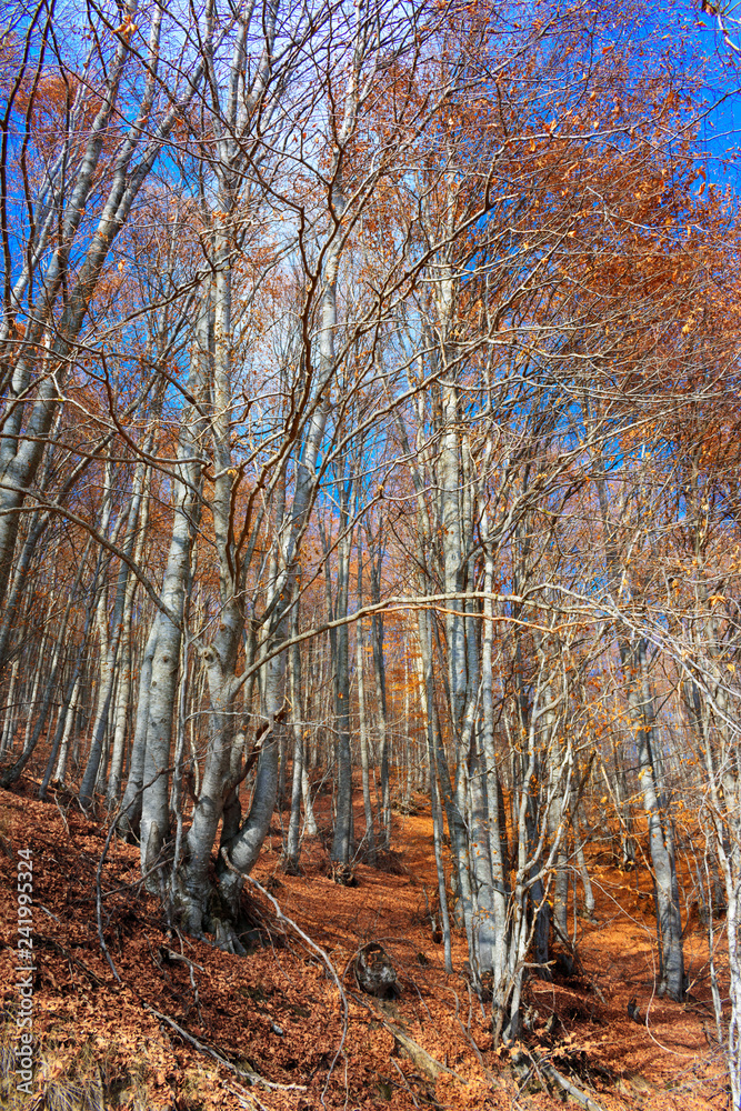 Trees in the forest that have fallen their leaves since autumn. The yellowish and orange leaves are fallen into the ground. Low vibrance. Trees in the forest that have fallen their leaves since autumn. The yellowish and orange leaves are fallen into the ground. Low vibrance.