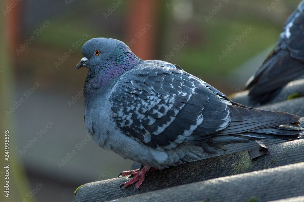 The pigeon is standing on the roof of a large plan The pigeon is standing on the roof of a large plan