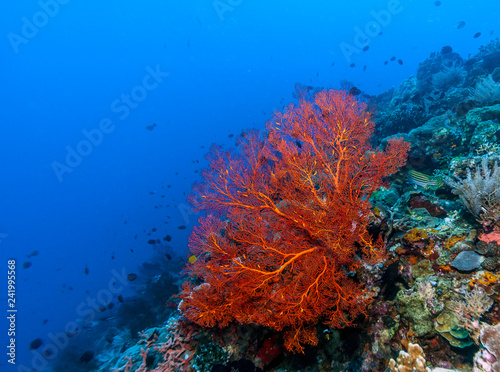 Fototapeta Naklejka Na Ścianę i Meble -  Underwater, Lembeh Strait,Indonesia