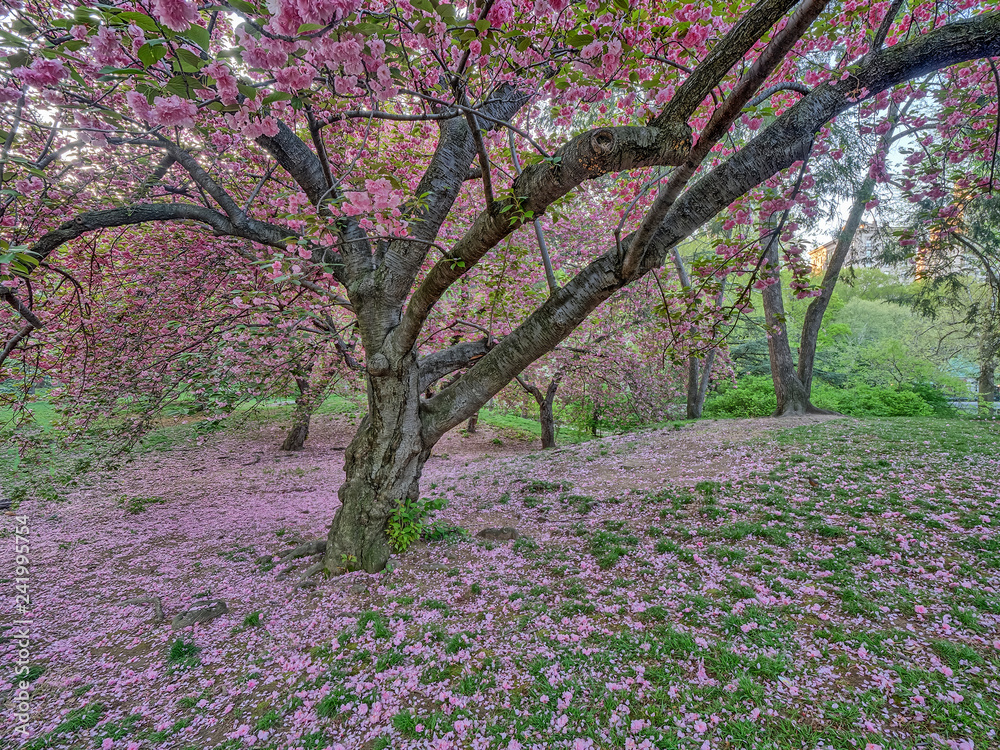Naklejka premium Central Park, New York City in spring