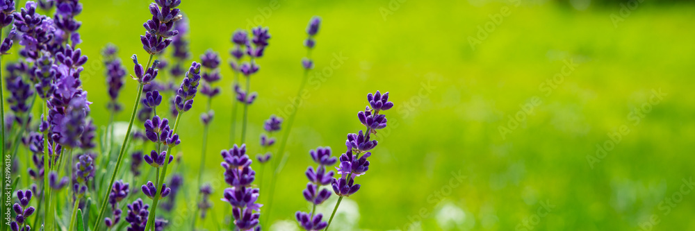 Fototapeta Blooming lavender flowers on green grass background on a sunny day. Web banner.