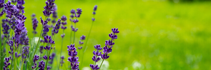 Blooming lavender flowers on green grass background on a sunny day. Web banner.