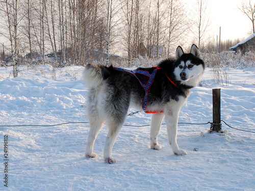 winter picture with a dogs  park of a riding dogs