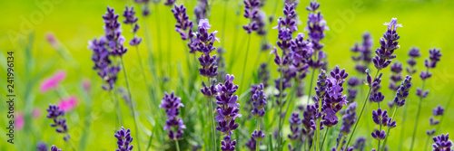 Blooming Lavender Flowers on Green Grass Background. Web Banner.