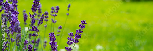 Blooming lavender flowers on green grass background on a sunny day. Web banner.
