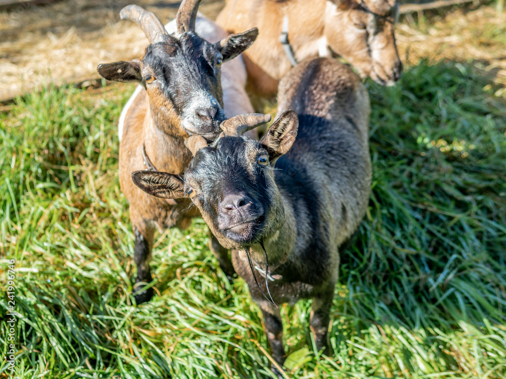 Two curious small goats on the Swiss Alps in Autumn - 2 Two curious small goats on the Swiss Alps in Autumn - 2