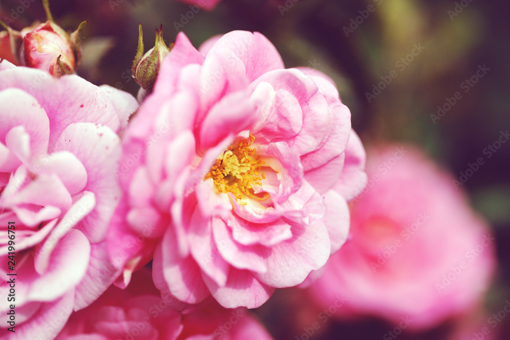 delicate flowering shrub with roses and wild rose delicate flowering shrub with roses and wild rose
