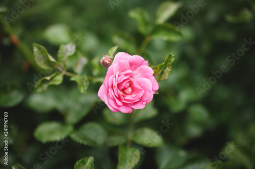 delicate flowering shrub with roses and wild rose