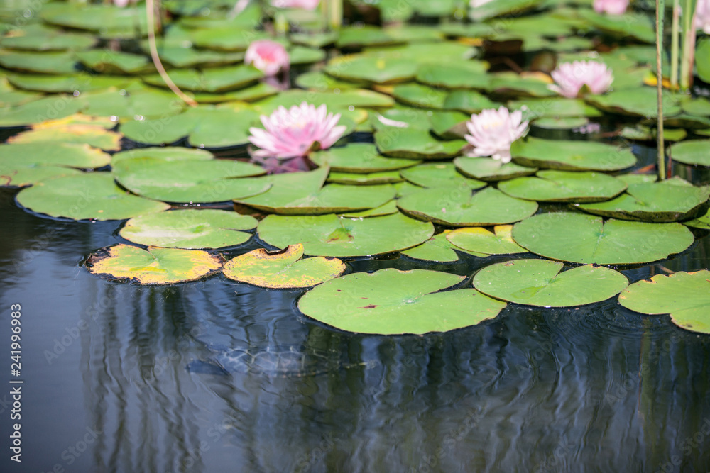 pink flower water lily between leaves in a Japanese pond pink flower water lily between leaves in a Japanese pond